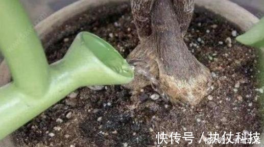 酸角|3类种子得捡回家，冬天将它扔水里，呼呼长成漂亮的绿植盆栽！