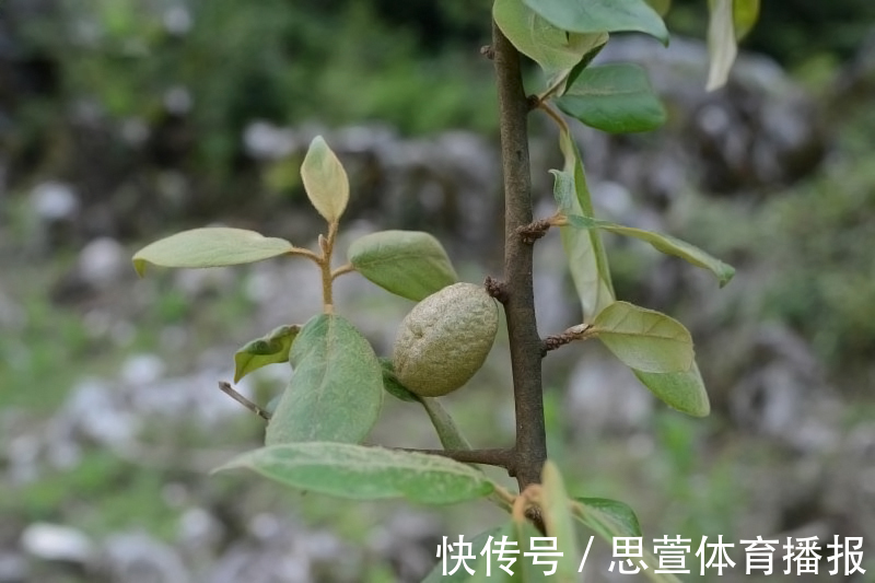 云南百米天坑下,发现消失了百年的生物,上次见它还是在1893年