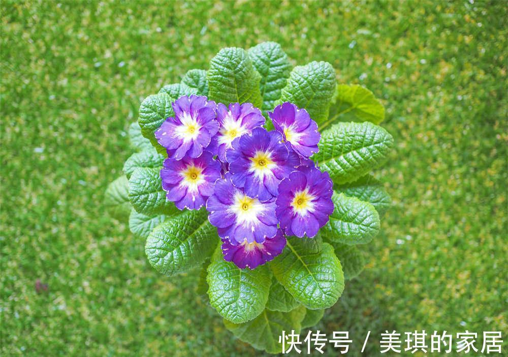 紫藤花|养花试试这几款,花色艳丽,观赏大气,几乎每个人都喜爱