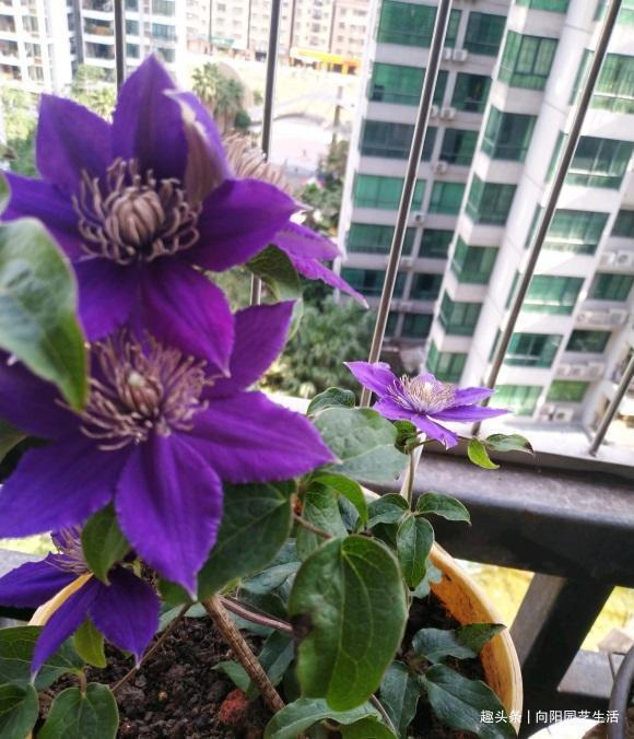 铁线莲价格贵,花店购买最好,网上买的不对版,只开小白花