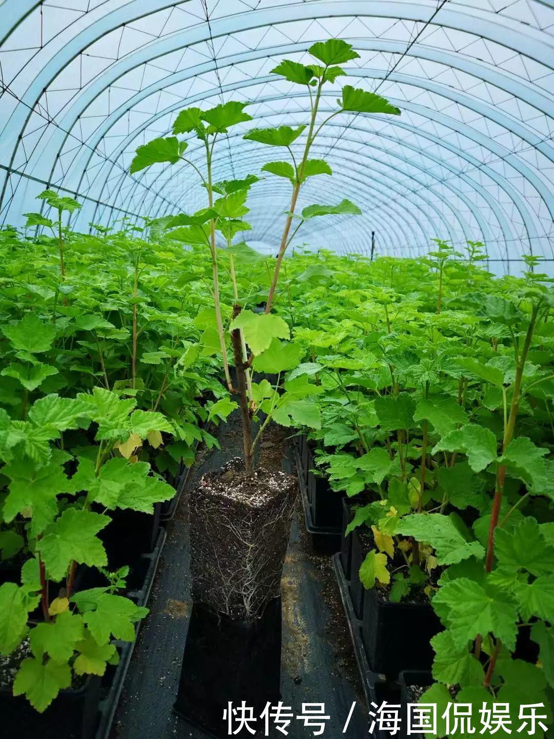 适应能力|盆栽一棵小果树,结出一串红果果,全家人吃不完!