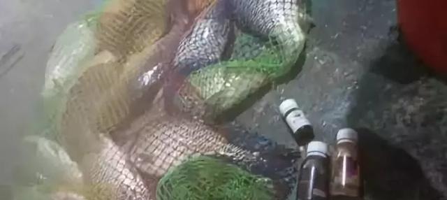 秋钓草边“三钓”、“三不钓”，用好了总有一次要爆护