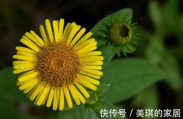 睡眠质量|它是菊花的“双胞胎”，有助于缓解咳嗽，还能够治疗刀伤