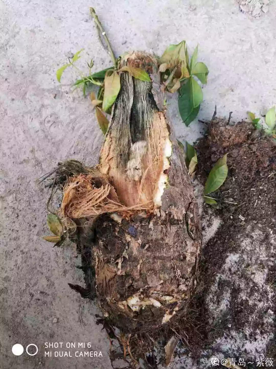 10种耐旱花，2个月不浇水，叶子反而绿油油！