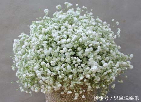 开花|4款花卉好养易成活,花美似牡丹,全年开花不断