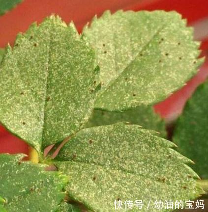 养月季,该死的红蜘蛛又来了,消灭方法全在这里