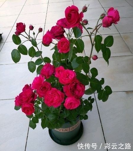 4种花超漂亮,个个美出状态,花开就爆盆,漂亮又好养!