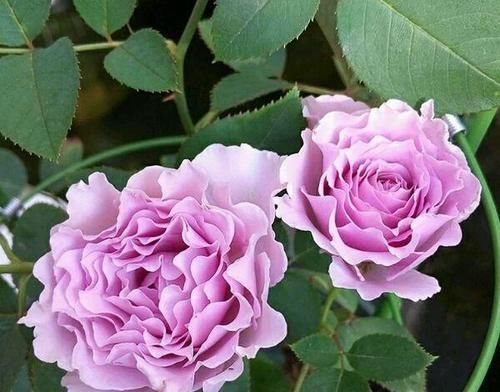 推荐6款波浪边月季,又香又勤花,新手也会养,值得拥有