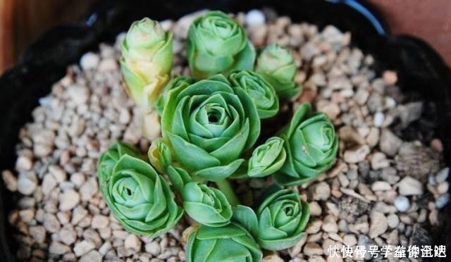 多肉度夏|多肉度夏怎么浇水,放哪里养,教你“2招”,顺利度夏,又肥又美!