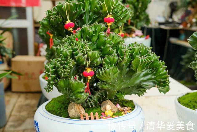 室内想养“大盆镇宅花”,建议从这10种里面选,听名字就很霸气