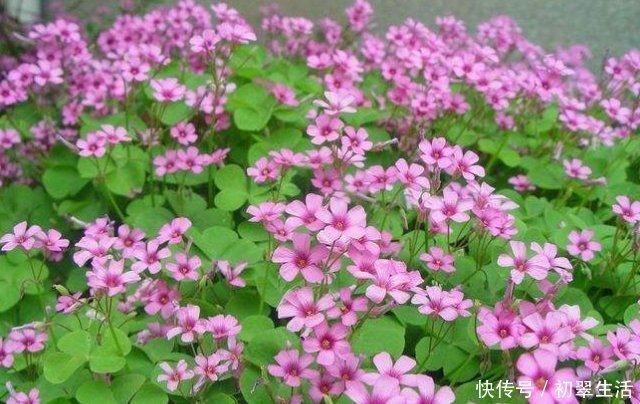 枯萎|6种花只需种一盆,就能年年开花,想养死都难,而且越长越多