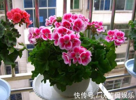 天竺葵|养这8种植物根本不用买，随便摘下一片叶子，插在土里就能活