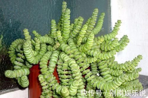 乙女|5种长相稀奇的多肉,养小花盆里照旧开花,可养很多年