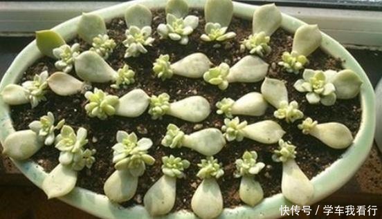 多肉土加“一料”,扦插不黑腐,7天蹭蹭冒笋芽,独苗变悬崖老桩!
