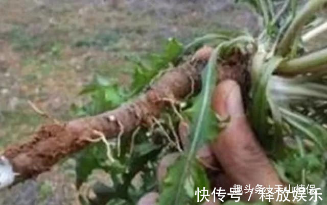 尿床草|杂草中的一种草，被称为“救命草”20年前当菜吃，如今有价无市！