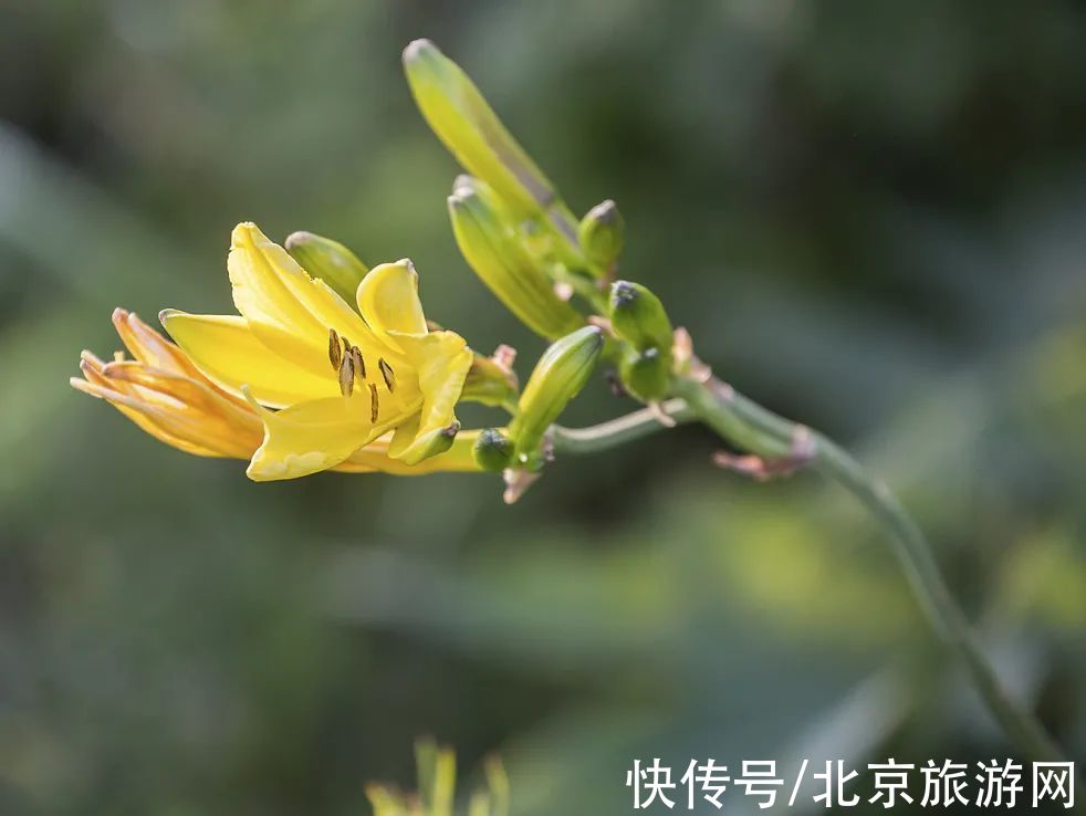 十渡|春已至，花绽放！这份房山赏花攻略请查收！