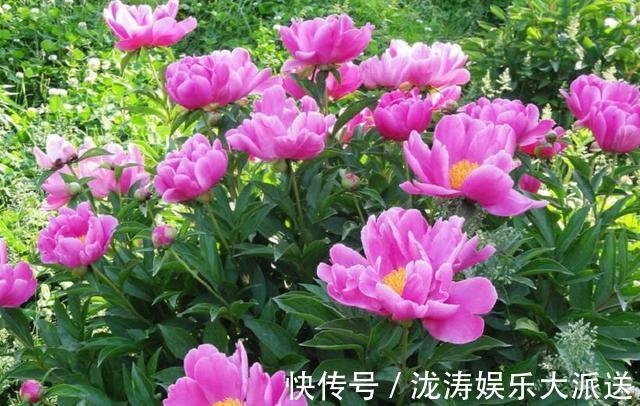 芍药花|芍药花，花大色艳、雍容华贵！掌握催花技巧，花开一整年