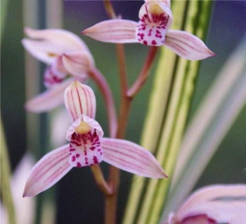  持久|最物美价廉的4款兰花，香味持久，花大色艳，每款都是精品