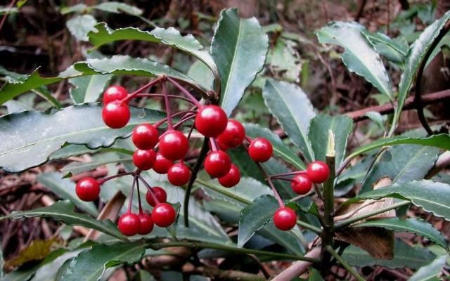 俗称“黄金万两”，野生不多，山里若能有幸偶遇，请珍惜移植