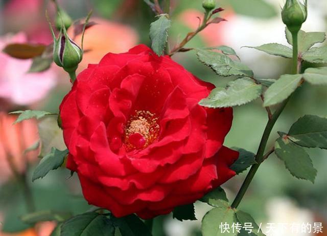 好好修剪|养这2种花要勤快点,多修剪长得更旺,剪了一茬开一茬花