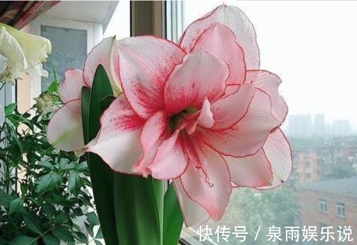 花友|5种花是爆盆“能手”,好养易活,开起花来“拦”不住,美不胜收