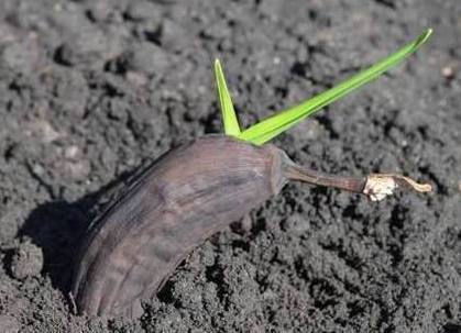 香蕉|坏了的香蕉扔进花盆里,一个月竟然长出这东西,全家都乐开了花!