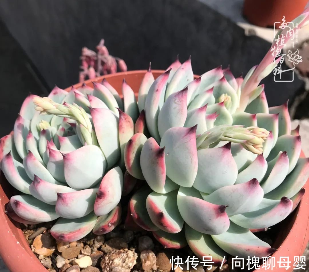 一种爱好就是一种境界,养花养多肉可以培养一个人的心境!