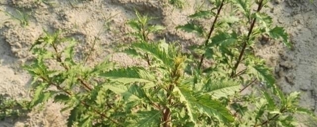 蛲虫病|得了“脚气”奇痒无比别慌,农村一常见野草,用它煮水帮您搞定