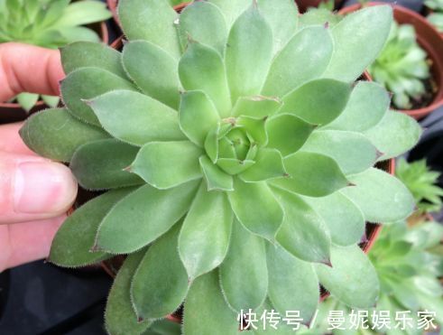 精品|喜欢玫瑰,就养盆“玫瑰精品”卡罗拉,雍容华贵,寓意炽热的爱情