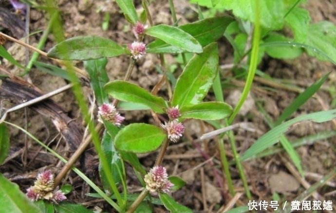 城市人|有两种野草在农村随处可见，总是被视而不见，却是很珍贵的药材