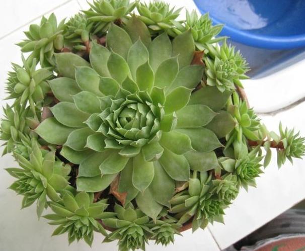 养殖''懒人花''多肉植物,盆栽牢记4点,个个染上漂亮糖果色