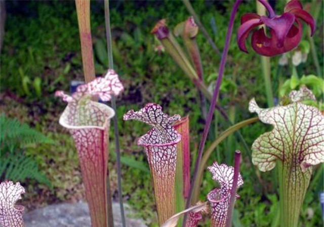 新手养花,适合养一盆“阳台精品”瓶子草,美丽妖艳,美妙动人