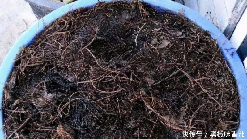 花土|老花匠劝告新人：养花不想出问题就用松针土，用发酵后的它