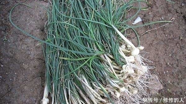 山野菜|这9种野菜赶紧收好了!在农村随处可见,每一种都是治病良药