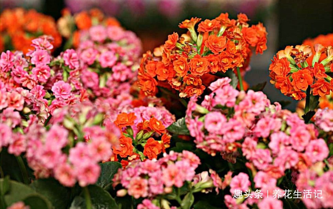 长寿花“花期”过后,需要及时这么做,来年开花旺盛艳丽!