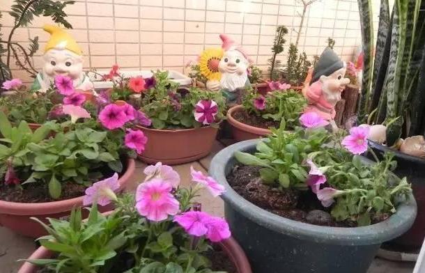 养花草别空有一番热情,学会这些小妙招,盆栽植物才能少出问题