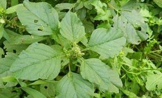  滋养|营养价值很高的食物，坚持常吃，提高免疫力，滋养肌肤，谁吃谁好