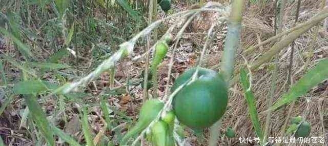 有一种植物,一结果就表示它周围的树也要死亡了!