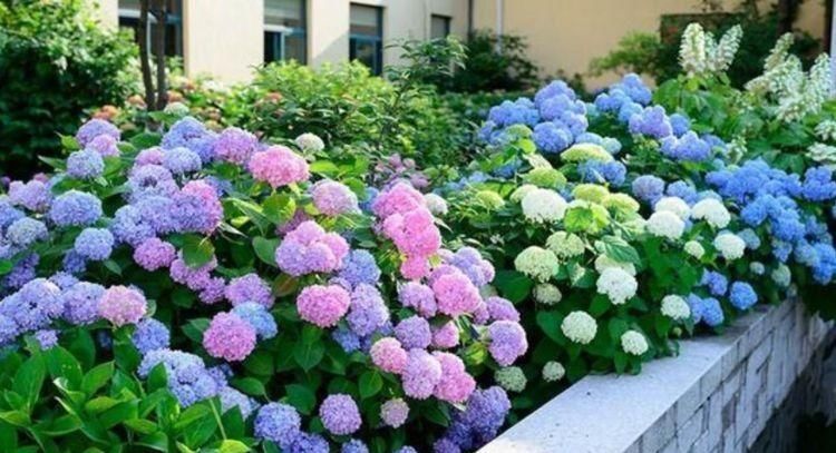 夏天家里养此款花,花期长花量大,花开香飘溢满屋,阳台变花园