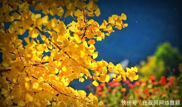 匆匆|和晓东社长七律7首,催人节序太匆匆,一夜萧萧万树空