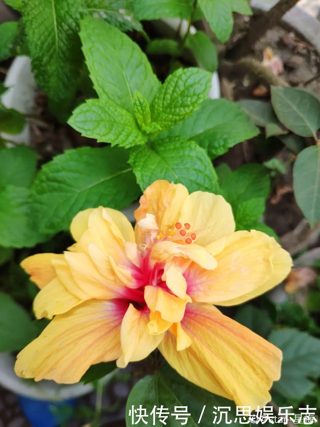 花友种在家门口多年的花,全被人折了,因为不吉利