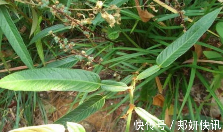 葫芦茶|人称“葫芦茶”,山上很多,却常被人们忽视,殊不知价值珍贵