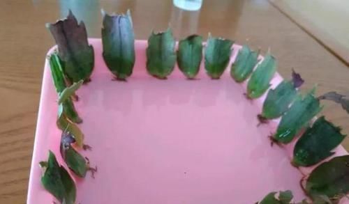 君子兰|3种过期药片别扔,富贵竹、君子兰超喜欢,比营养液好