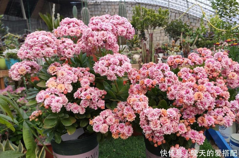 太阳光|冬季最容易养好的“4种花”，基本不用打理，整个冬天花开不断