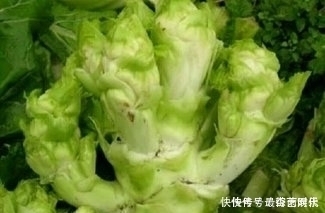 腸胃不好，不妨多吃此菜，養(yǎng)胃護(hù)胃，提高免疫力，很多人不清楚