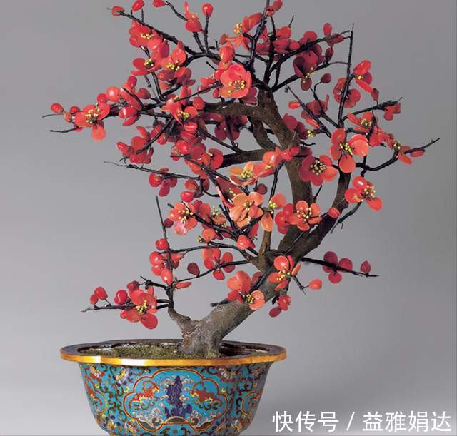 客厅|6种植物摆放在客厅，不仅好看、寓意好，还可以“鼓舞”人心