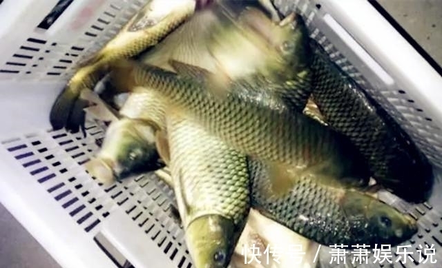 鲤鱼|这样用玉米粒钓鱼，大鲤鱼抢着咬钩，用过都说好