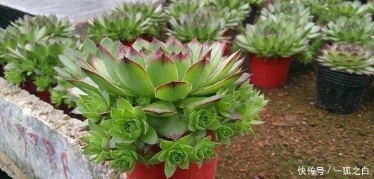 3种多肉植物,号称“爆崽小天才”,遇水疯长,养成群生肉墩子!