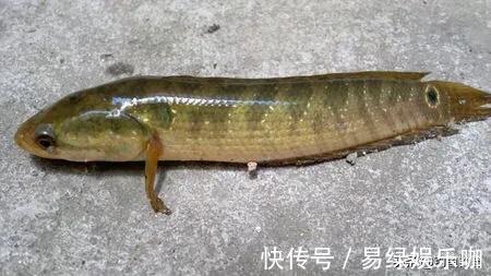 小鱼|入侵长江的新物种?专门吃小鱼小虾?它是土生土长的原生鱼
