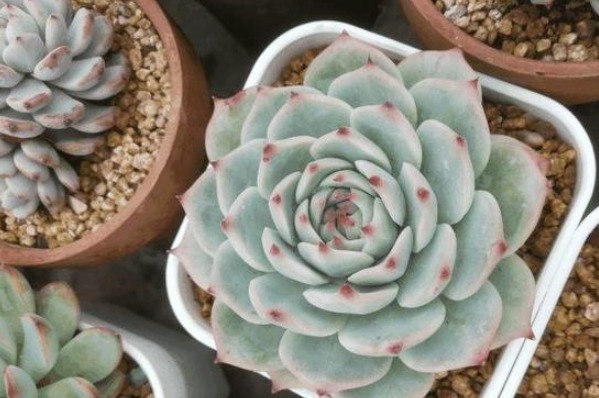 叶子|这样给多肉晒太阳,难怪你养一盆死一盆,现在看还不晚!